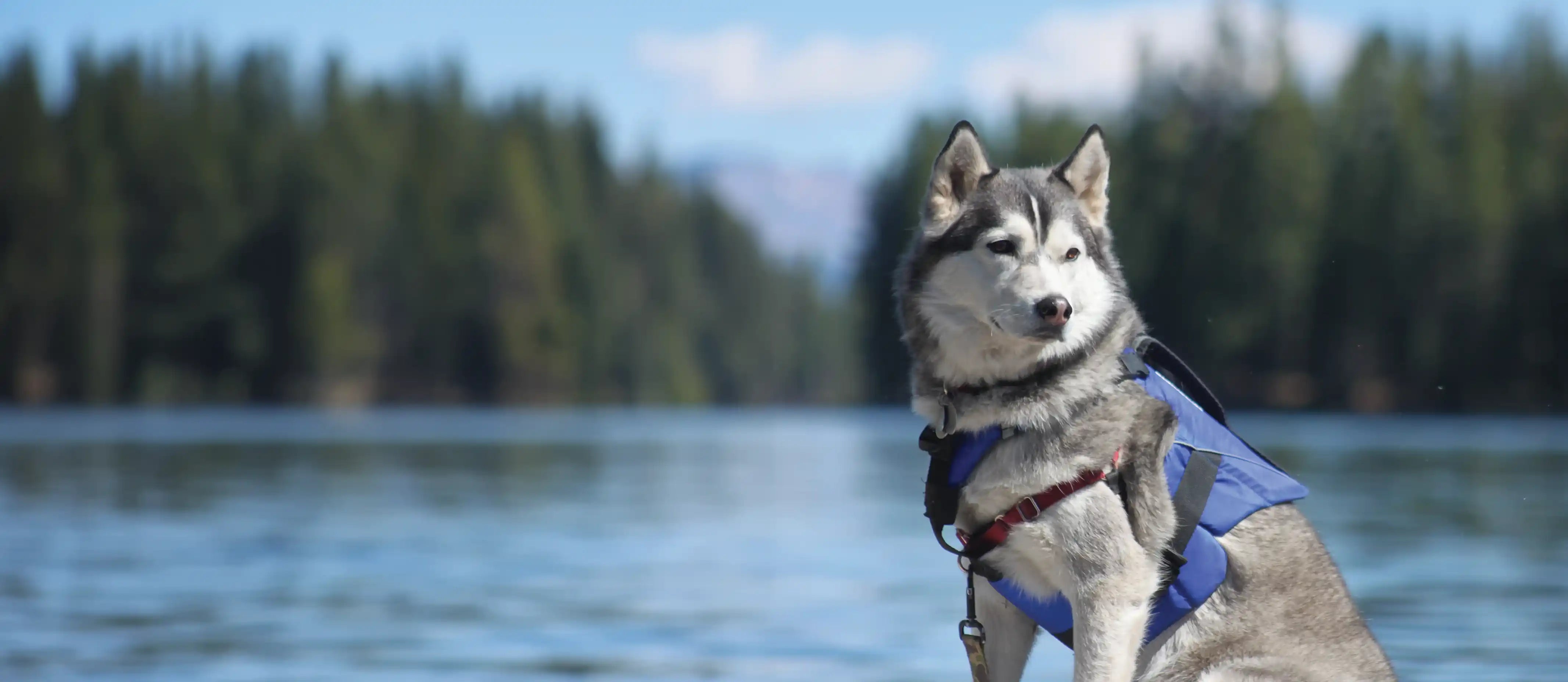 Paddling Accessories PFDs Stohlquist